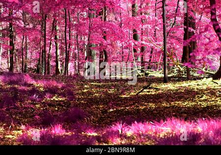 Vue magique dans une forêt infrarouge avec des feuilles pourpres et roses Banque D'Images