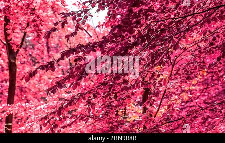 Vue magique dans une forêt infrarouge avec des feuilles pourpres et roses Banque D'Images