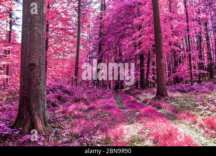 Vue magique dans une forêt infrarouge avec des feuilles pourpres et roses Banque D'Images