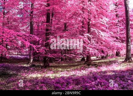 Vue magique dans une forêt infrarouge avec des feuilles pourpres et roses Banque D'Images