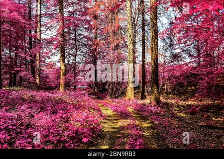 Vue magique dans une forêt infrarouge avec des feuilles pourpres et roses Banque D'Images