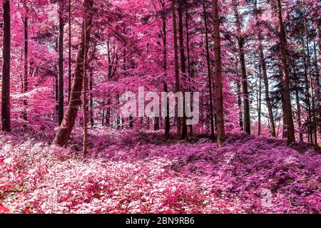 Vue magique dans une forêt infrarouge avec des feuilles pourpres et roses Banque D'Images