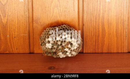 Gros plan des guêpes travaillant sur la ruche. Tir statique. Nature. Travail. Banque D'Images