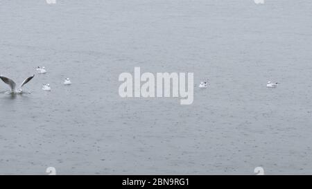 Mouettes nageant sur l'eau de mer en pluie pendant la saison des pluies à izmir en Turquie. Banque D'Images