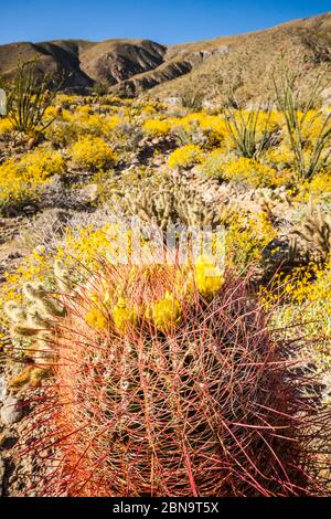 La floraison du désert 2017 dans le parc national du désert d'Anza Borrego, Californie, États-Unis. Près du terrain de camping Tamarisk Grove sur Yaqui Pass Road et la route nationale 78. Banque D'Images