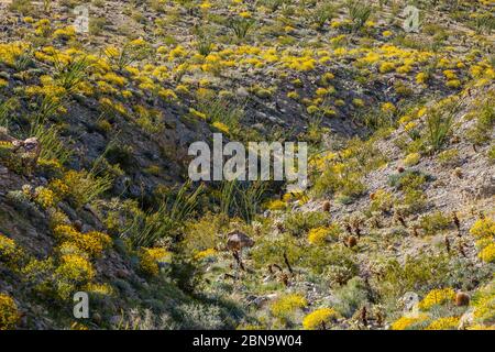 La floraison du désert 2017 dans le parc national du désert d'Anza Borrego, Californie, États-Unis. Près du terrain de camping Tamarisk Grove sur Yaqui Pass Road et la route nationale 78. Banque D'Images