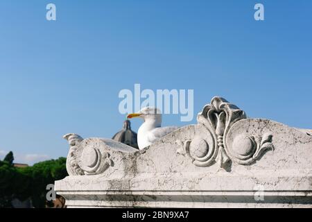 Mouette se reposant et profitant de la vue depuis la terrasse ornementée balustrade du monument national Victor Emmanuel II à Rome, Italie Banque D'Images