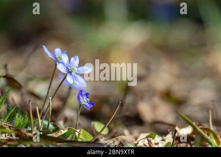 L'anemone hepatica, Hepatica nobilis, est une fleur bleue protégée en Suède. Banque D'Images