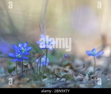 L'anemone hepatica, Hepatica nobilis, est une fleur bleue protégée en Suède. Il fleurit tôt Banque D'Images