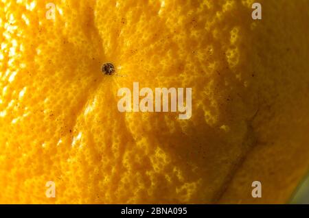 Gros plan sur les fruits orange. Thème fruits et légumes Banque D'Images