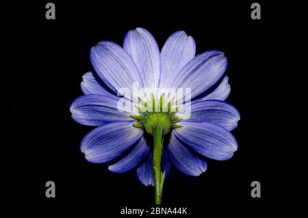 Photo d'une belle fleur violette isolée un arrière-plan noir Banque D'Images