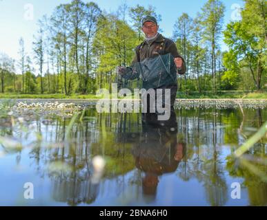 Langenherbau, Allemagne. 06e mai 2020. Ulf Bollack, garde-forestier de la région de Brandebourg, récupère une petite cage pour les amphibiens de l'eau de l'étang de Höllberg dans la zone européenne de protection Höllenberge au sud de Luckau dans le district de Dahme-Spreewald. Les 16 espèces d'amphibiens de Brandebourg souffrent de la sécheresse. La garde de la nature, qui s'occupe des barrières de crapaud et recueille des données pendant la surveillance, a obtenu des résultats alarmants. (À 'Frog, amphibien et nouveau manque d'eau dans le Brandebourg') crédit: Patrick Pleul/dpa-Zentralbild/ZB/dpa/Alay Live News Banque D'Images