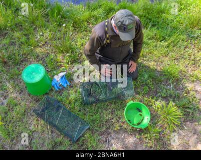 Langenherbau, Allemagne. 06e mai 2020. Ulf Bollack, garde-forestier de la garde naturelle de Brandebourg, observe les prises avec des pièges pour amphibiens de l'eau de l'étang de Höllberg dans la zone européenne protégée Höllenberge au sud de Luckau dans le district de Dahme-Sprewald. Les 16 espèces d'amphibiens de Brandebourg souffrent de la sécheresse. La garde de la nature, qui s'occupe des barrières de crapaud et recueille des données pendant la surveillance, a obtenu des résultats alarmants. (À 'Frog, amphibien et nouveau manque d'eau dans le Brandebourg') crédit: Patrick Pleul/dpa-Zentralbild/ZB/dpa/Alay Live News Banque D'Images