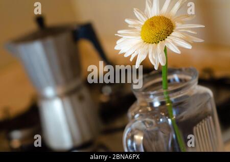 Prise de vue en angle hollandaise d'une Marguerite dans un vase en verre, un pot Moka en arrière-plan Banque D'Images