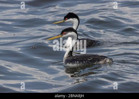 WESTERN Grebe 23 avril 2020 Lac Whitewood, Dakota du Sud Banque D'Images