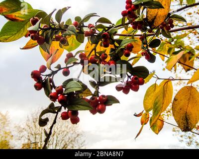 Pomme Java rouge fruits suspendus d'un arbre avec vert et des feuilles jaunes contre un jour nuageux Banque D'Images