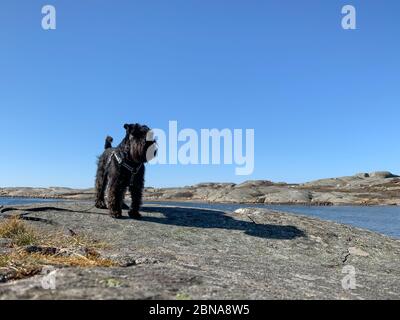 Joli terrier noir et son ombre sur un rocher à côté d'une rivière sous un ciel bleu clair Banque D'Images