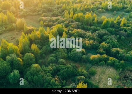 La lumière chaude du coucher du soleil brille sur une forêt avec des arbres à feuilles caduques. Vue aérienne paysage de printemps Banque D'Images