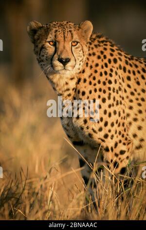 Portrait adulte mâle de Cheetah dans l'après-midi lumière Kruger Park Afrique du Sud Banque D'Images