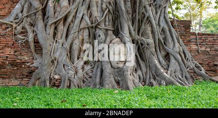 Tête d'une statue de Bouddha, cultivée dans les racines, réseau de racines d'un figue à étrangler (Ficus religiosa), Wat Mahathe, Ayutthaya, Thaïlande, Asie Banque D'Images