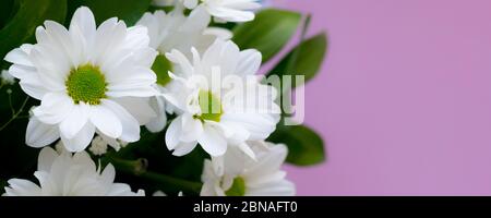 Bouquet de pâquerettes gros plan sur fond rose. Banderole à poser à plat Banque D'Images