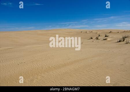 Parc national de Jockey's Ridge sur les rives extérieures en Caroline du Nord, États-Unis Banque D'Images