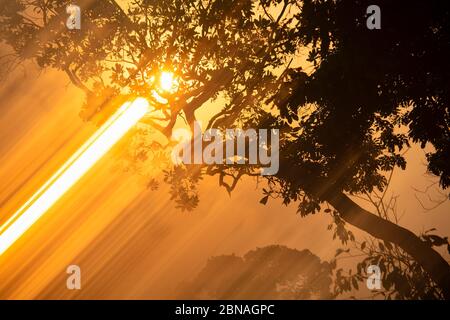 Rayons du soleil passant par les sommets des arbres au lever du soleil. Dzanga Bai. Arbres et végétation dans la jungle et forêt dense de Dzanga Sangha. Ce Banque D'Images