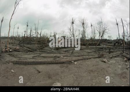 Champs couverts de cendres, maisons endommagées et arbres morts de l'éruption du volcan du Mont Merapi à l'intérieur d'une zone d'évacuation de 5 km, Kepuharjo, près de Jogyakarta, centre Banque D'Images