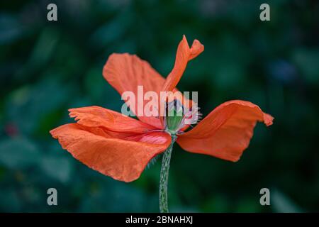 Fleur de pavot mourante avec pétales froissés gros plan sur fond vert foncé flou. Fragilité du concept de la nature. Beauté de la fleur rouge pâle Banque D'Images