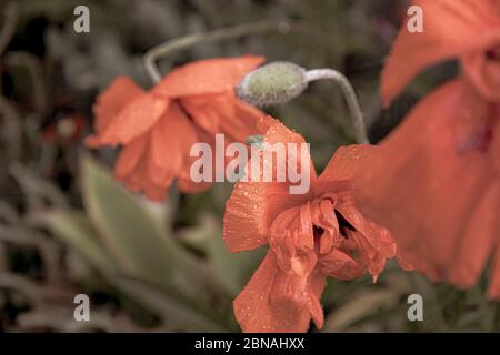 Filtre photo vieilli de fleurs de pavot rouges mouillées avec gouttes de pluie sur la surface des pétales en ronrclées. Fleurs d'été sur lit de fleur dans le jardin après l'arrosage Banque D'Images