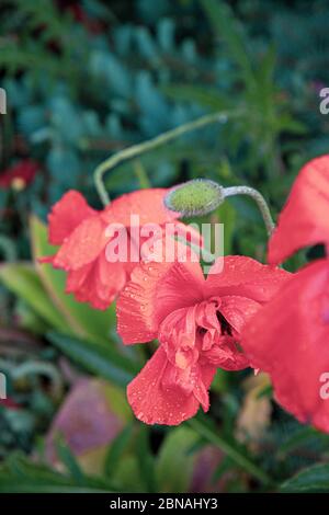 Photo filtre à brume de fleurs de pavot rose mouillées avec gouttes de pluie sur la surface des pétales en ronrclées. Fleurs d'été dans le jardin fleuri après l'arrosage Banque D'Images
