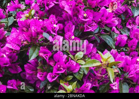 Superbe photo en grand angle de bougainvilliers, parfaite pour l'arrière-plan Banque D'Images
