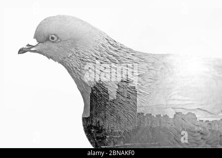 Double exposition faite avec pigeon de ville et vue de la ville avec des bâtiments, isolé. Concept écologique Banque D'Images