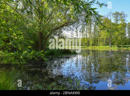 Langenherbau, Allemagne. 06e mai 2020. La Höllbergteich dans la zone européenne protégée Höllenberge au sud de Luckau dans le district de Dahme-Spreewald. Les 16 espèces d'amphibiens de Brandebourg souffrent de la sécheresse. La garde de la nature, qui s'occupe des barrières de crapaud et recueille des données pendant la surveillance, a des résultats alarmants. Les mesures de protection ne fonctionnent qu'avec l'agriculture. Credit: Patrick Pleul/dpa-Zentralbild/ZB/dpa/Alay Live News Banque D'Images