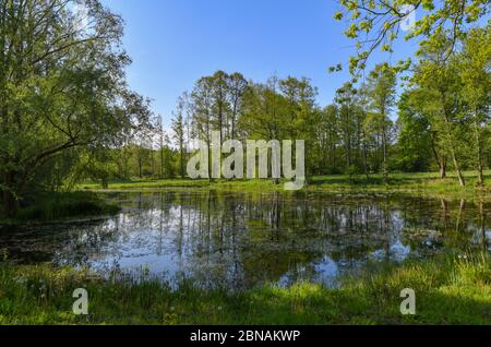 Langenherbau, Allemagne. 06e mai 2020. La Höllbergteich dans la zone européenne protégée Höllenberge au sud de Luckau dans le district de Dahme-Spreewald. Les 16 espèces d'amphibiens de Brandebourg souffrent de la sécheresse. La garde de la nature, qui s'occupe des barrières de crapaud et recueille des données pendant la surveillance, a des résultats alarmants. Les mesures de protection ne fonctionnent qu'avec l'agriculture. Credit: Patrick Pleul/dpa-Zentralbild/ZB/dpa/Alay Live News Banque D'Images