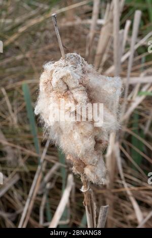 Le typha ou le chat fané prend une apparence laineux dans les couleurs crème. Banque D'Images