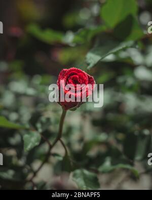 Rose rouge fleur avec gouttes d'eau Banque D'Images