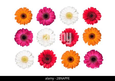 Ensemble de fleurs gerbera colorées isolées sur blanc. Banque D'Images