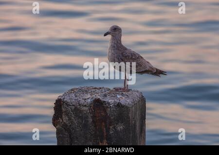 Un jeune guette de l'Ouest Larus occidentalis perche sur un poteau en bois avec l'eau avec la lumière du soir rebondissant de la surface en arrière-plan. Banque D'Images