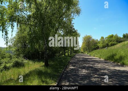 Ruelle de bouleau le long de la route au printemps Banque D'Images