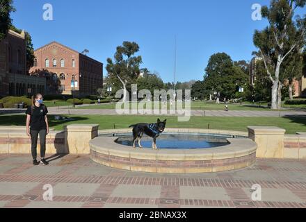 Une étudiante forme son chien dans le quad près de Royce Hall sur le campus de l'UCLA à Los Angeles le mercredi 13 mai 2020. L'université d'État de Californie, le plus grand système universitaire de quatre ans au pays, prévoit d'annuler la plupart des cours en personne à l'automne et propose plutôt des cours principalement en ligne, a annoncé le chancelier Timothy White mardi. La grande majorité des cours du système Cal State de 23 campus seront enseignés en ligne, a déclaré White, à quelques exceptions près qui permettent l'activité en personne. « notre université, ouverte sans restrictions et entièrement en personne, est un lieu où plus de 500,000 pe Banque D'Images