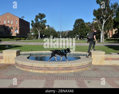 Une étudiante forme son chien dans le quad près de Royce Hall sur le campus de l'UCLA à Los Angeles le mercredi 13 mai 2020. L'université d'État de Californie, le plus grand système universitaire de quatre ans au pays, prévoit d'annuler la plupart des cours en personne à l'automne et propose plutôt des cours principalement en ligne, a annoncé le chancelier Timothy White mardi. La grande majorité des cours du système Cal State de 23 campus seront enseignés en ligne, a déclaré White, à quelques exceptions près qui permettent l'activité en personne. « notre université, ouverte sans restrictions et entièrement en personne, est un lieu où plus de 500,000 pe Banque D'Images