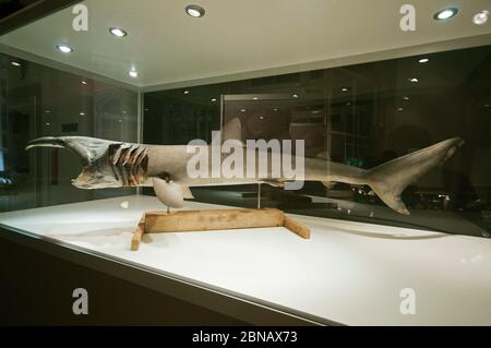 Jeune requin pèlerin (Cetorhinus maximus) capturé en 2014 le long de la côte slovène, Musée slovène d'histoire naturelle, Ljubljana, Slovénie Banque D'Images