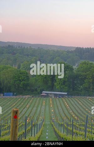 gel tardif au vignoble biologique d'albury surrey, mai 2020 Banque D'Images