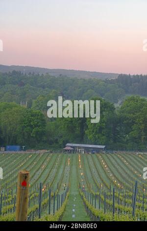 gel tardif au vignoble biologique d'albury surrey, mai 2020 Banque D'Images