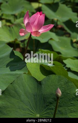 Vue verticale rapprochée d'une délicate fleur de lotus rose dans l'un des étangs du temple de Pura Taman Saraswati, Ubud, Bali, Indonésie Banque D'Images