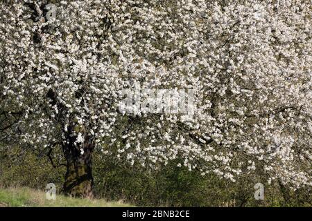 Vogel-Kirsche, Vogelkirsche, Kirsche, Süß-Kirsche, Süss-Kirsche, Süssskirsche, Süßkirsche, Wildkirsche, Wild-Kirsche, Prunus avium, Gean, Mazzard, Wild Banque D'Images