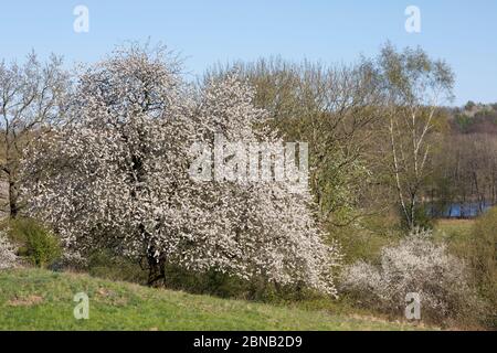 Vogel-Kirsche, Vogelkirsche, Kirsche, Süß-Kirsche, Süss-Kirsche, Süssskirsche, Süßkirsche, Wildkirsche, Wild-Kirsche, Prunus avium, Gean, Mazzard, Wild Banque D'Images