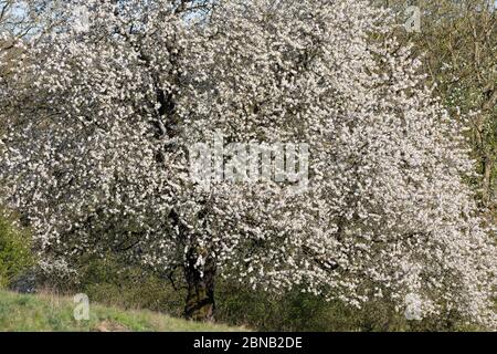 Vogel-Kirsche, Vogelkirsche, Kirsche, Süß-Kirsche, Süss-Kirsche, Süssskirsche, Süßkirsche, Wildkirsche, Wild-Kirsche, Prunus avium, Gean, Mazzard, Wild Banque D'Images