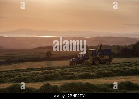 Un entrepreneur agricole utilisant une récolteuse-hacheuse automotrice New Holland FX375 collectant de l'ensilage dans une exploitation laitière du Lancashire, au Royaume-Uni Banque D'Images